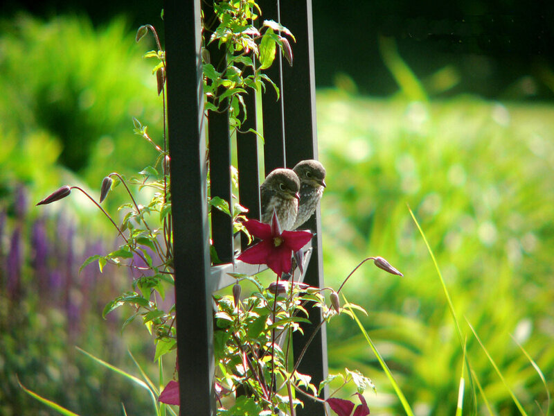 Two Baby Birds on a Trellis