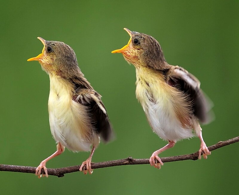 Two Baby Birds