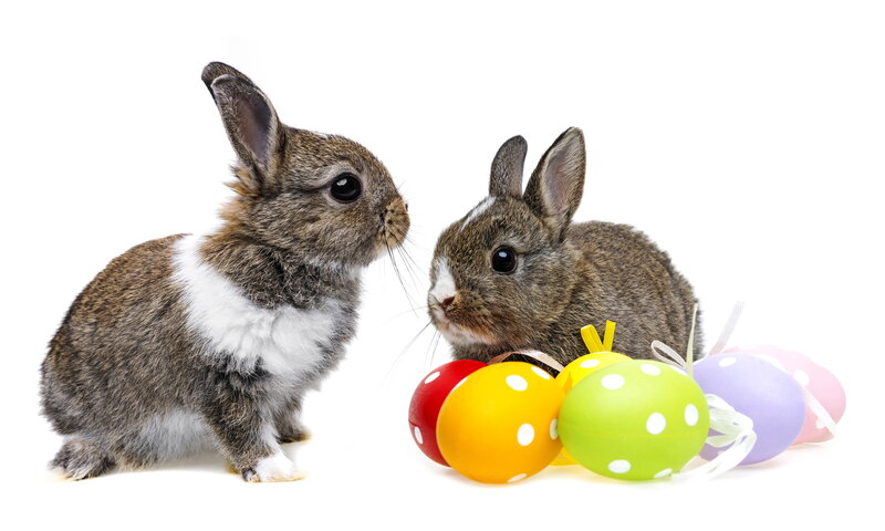 Two Baby Bunnies — Brown