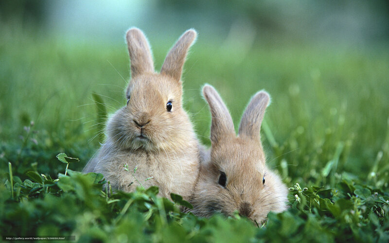 Two Baby Bunnies — Green, Calm