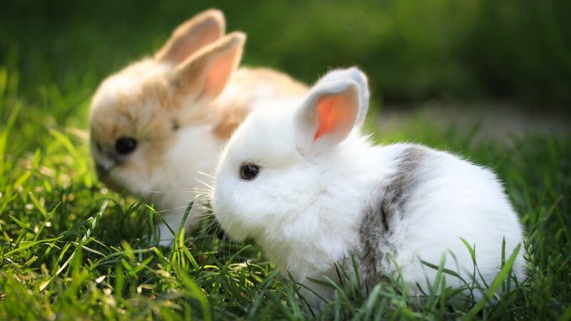 Two Baby Bunnies — Green, Peaceful