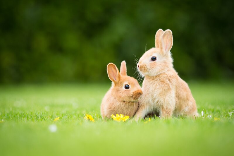 Two Baby Bunnies — Green, Serene