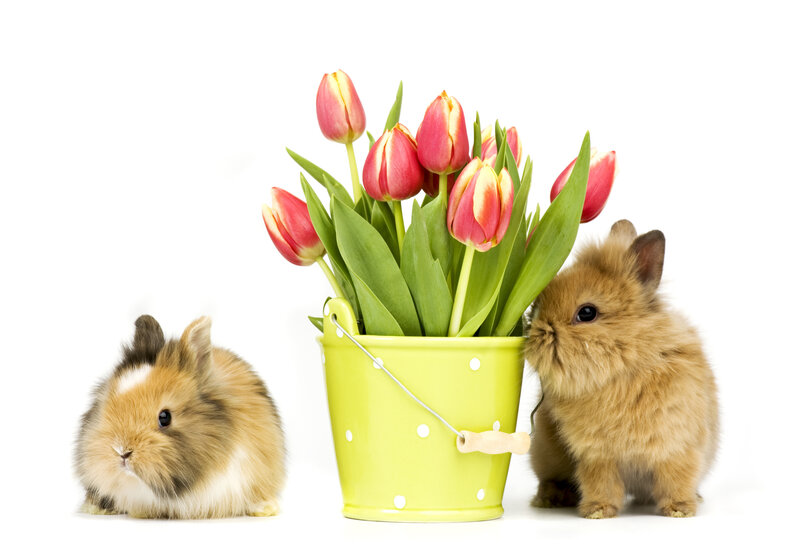 Two Baby Bunnies — Green