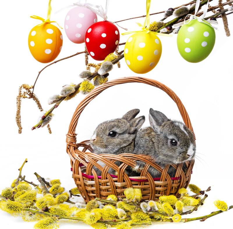 Two Baby Bunnies in Basket
