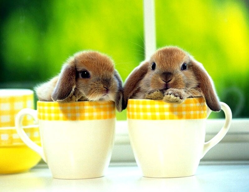 Two Baby Bunnies in Cups
