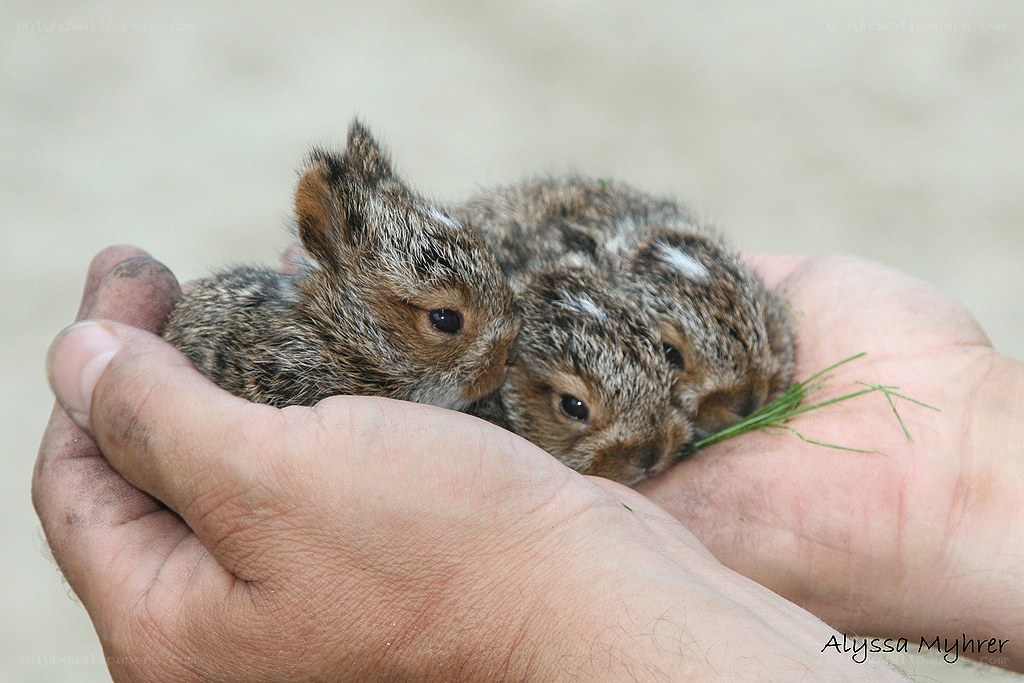 Two baby bunnies in hands