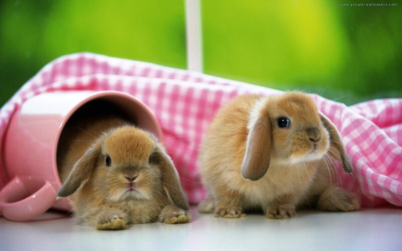 Two Baby Bunnies