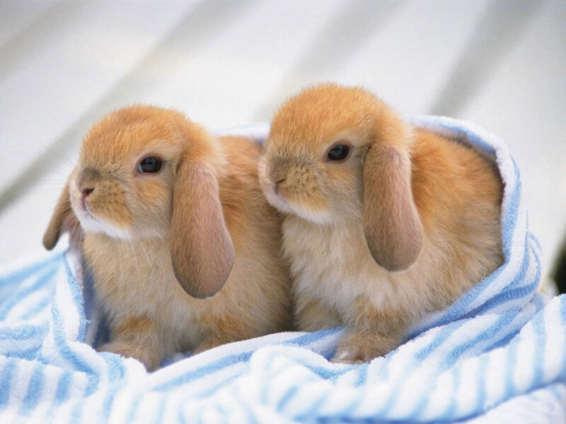 two baby bunnies wrapped in a blanket