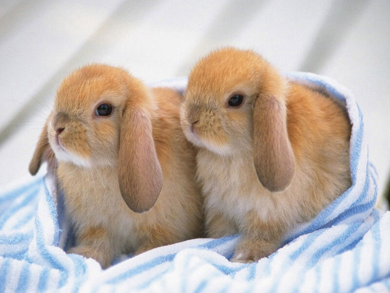 two baby bunnies wrapped in a towel