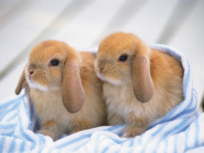 two baby bunnies wrapped in a towel