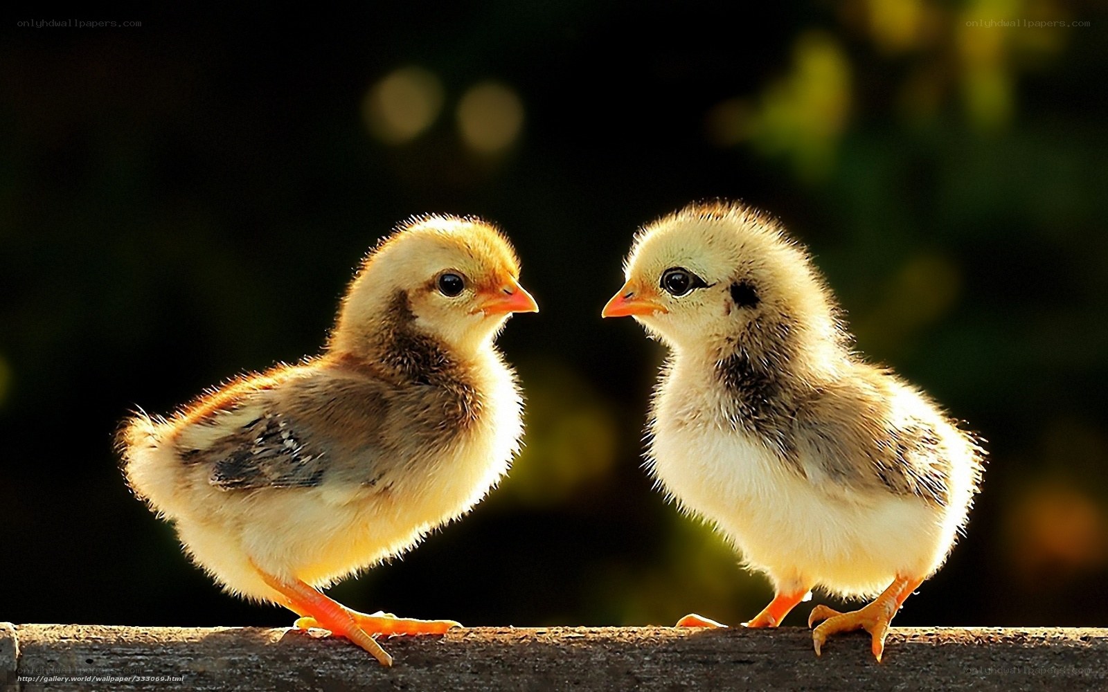 Two baby chicks facing each other