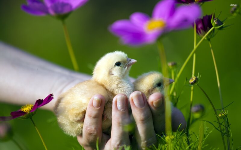 Two Baby Chicks — Green, Serene, Spring