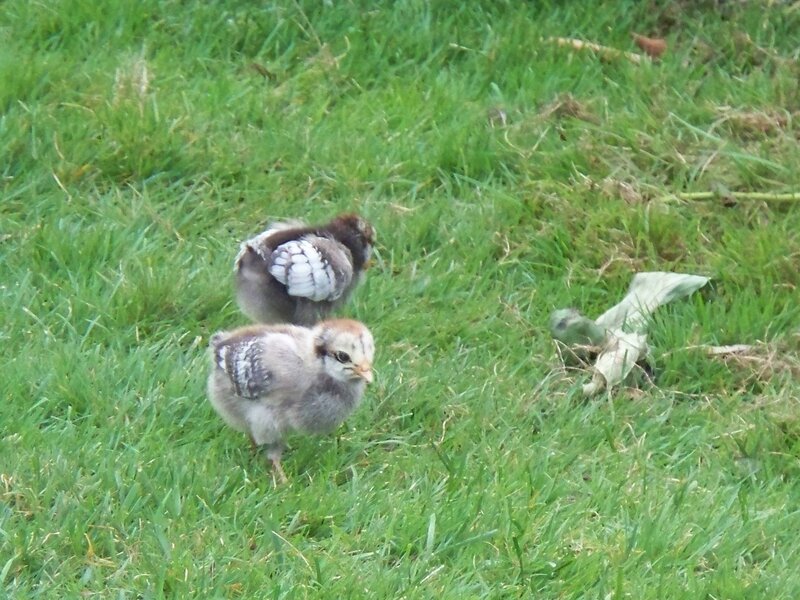 Two Baby Chicks — Green