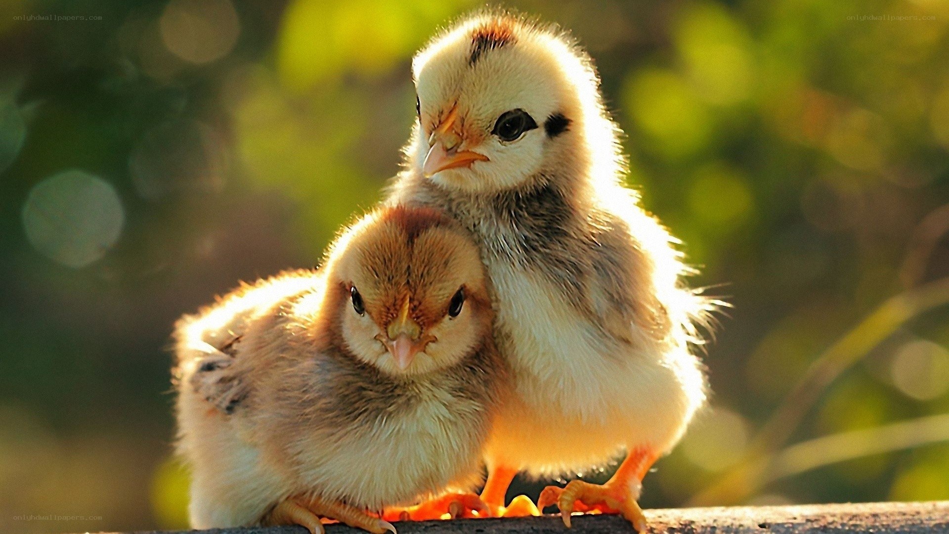 Two baby chicks huddled together