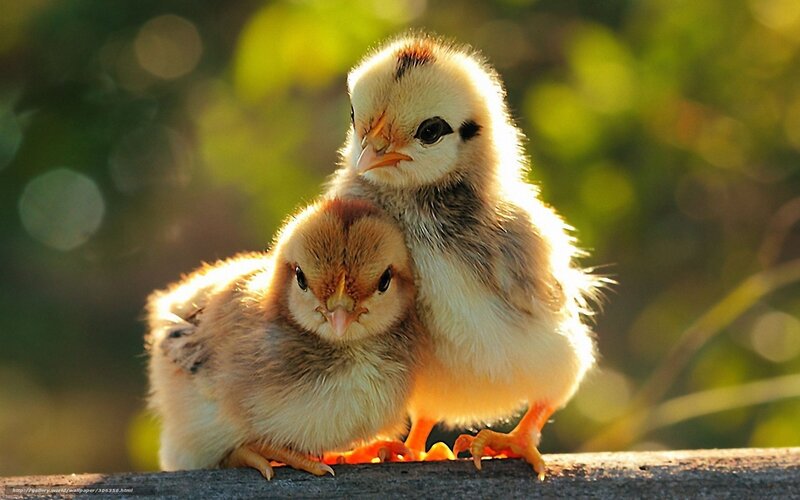 Two baby chicks huddled together