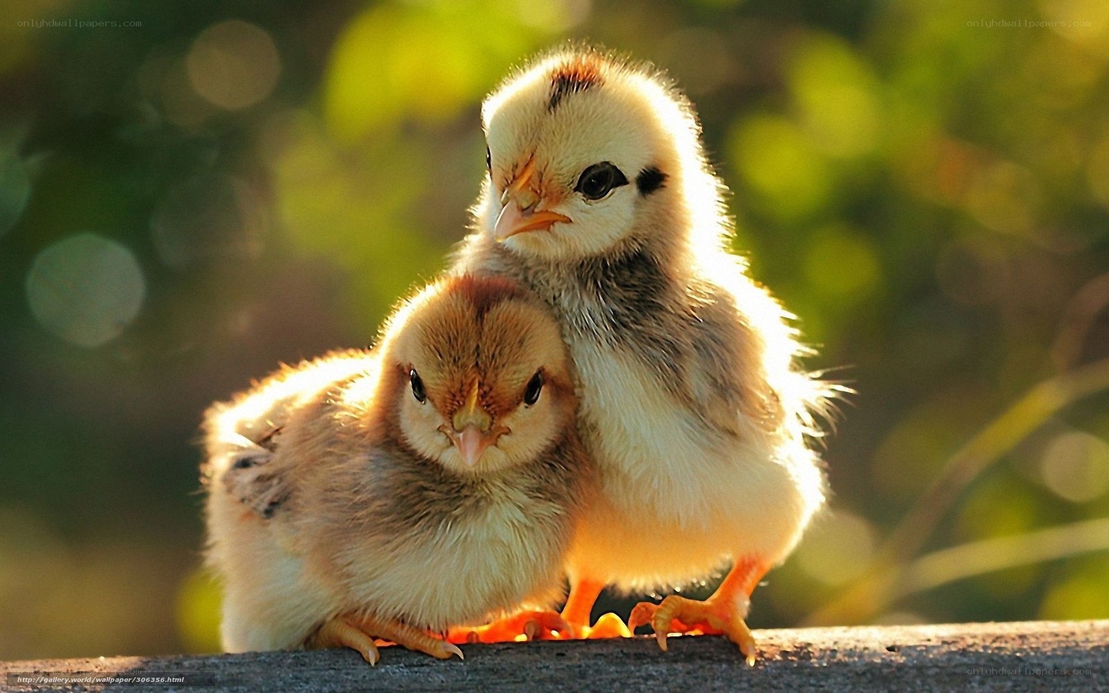 Two baby chicks huddled together