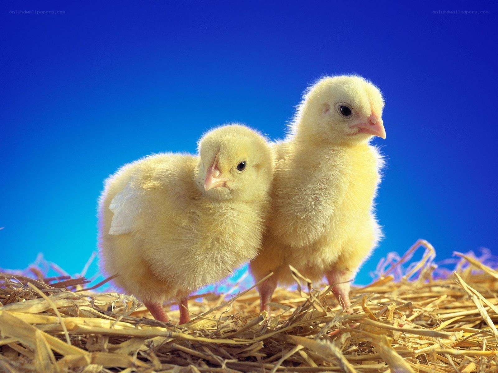 Two baby chicks on hay