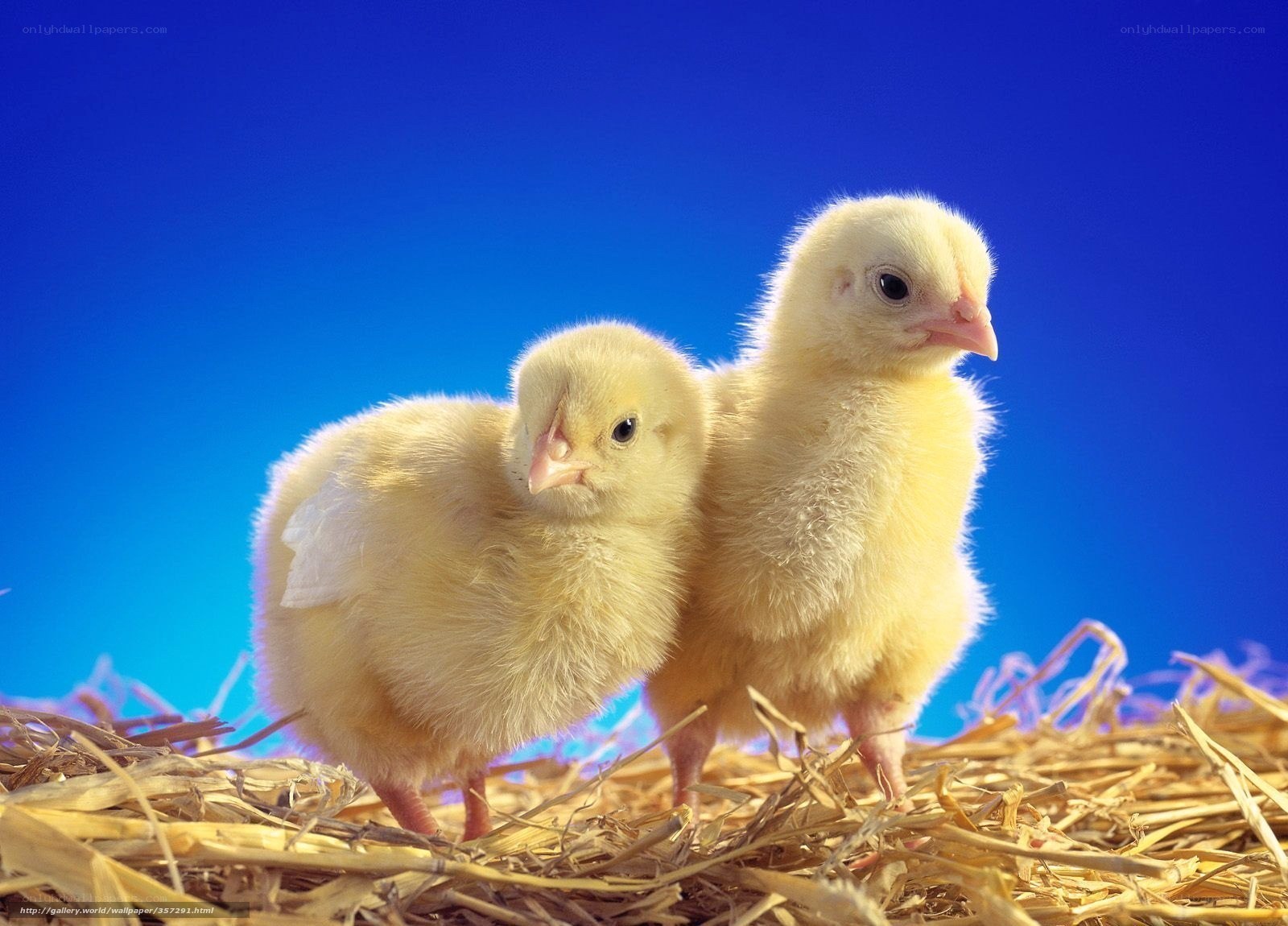 Two baby chicks on hay
