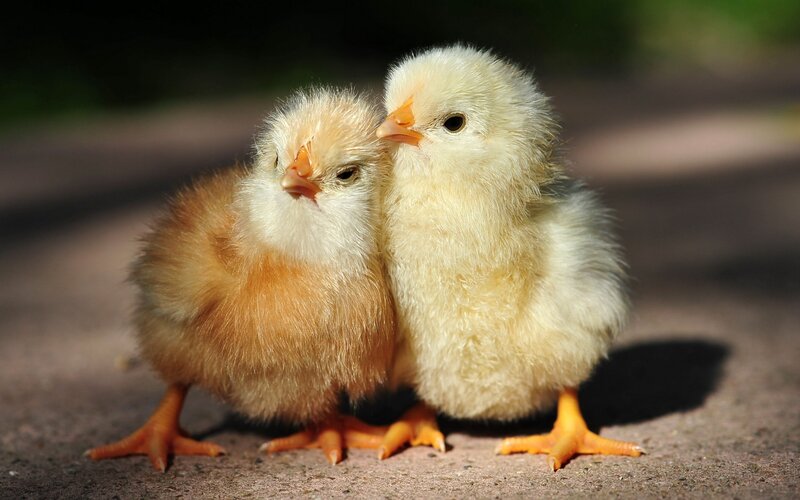 Two Baby Chicks — Yellow, Calm, Afternoon, Photograph, Ground, Brown, Gray