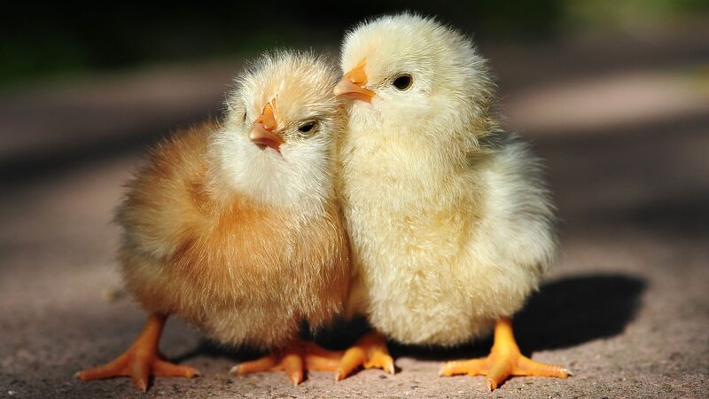 Two Baby Chicks — Yellow, Calm, Afternoon, Photograph, Ground, Brown