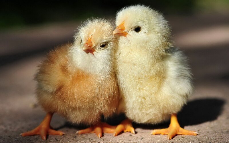 Two Baby Chicks — Yellow, Calm, Afternoon, Photograph