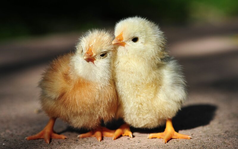 Two Baby Chicks — Yellow, Calm, Afternoon