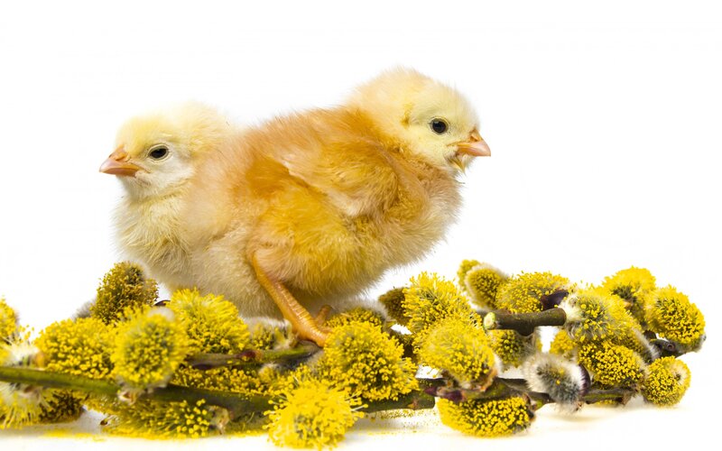 Two Baby Chicks — Yellow, Calm, Spring