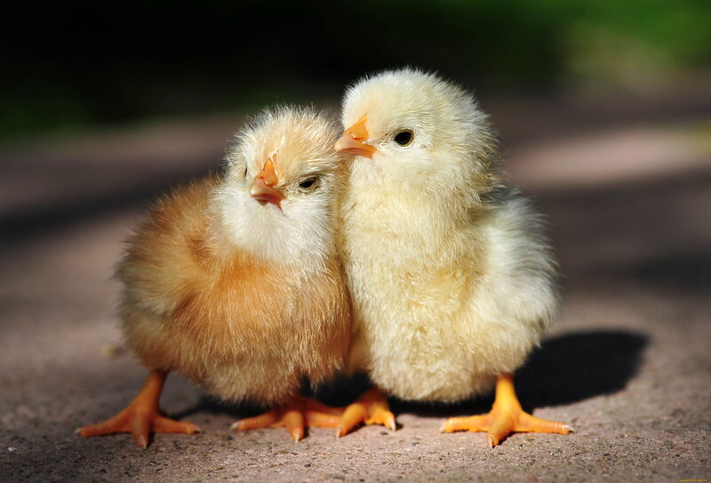 Two Baby Chicks — Yellow, Calm