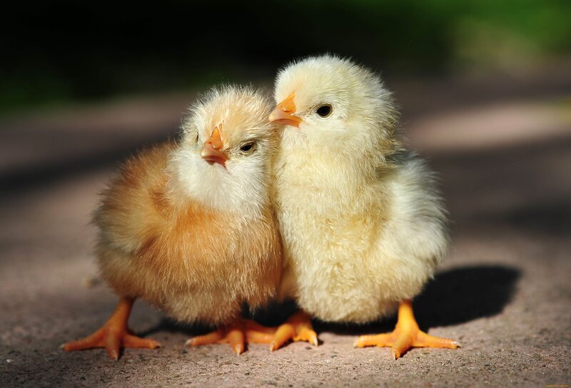 Two Baby Chicks — Yellow, Peaceful, Afternoon