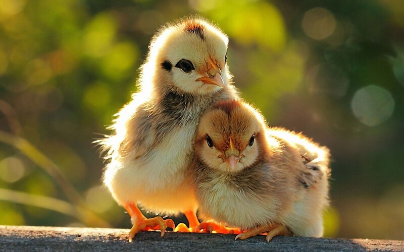 Two Baby Chicks — Yellow, Peaceful, Sunset, Photograph