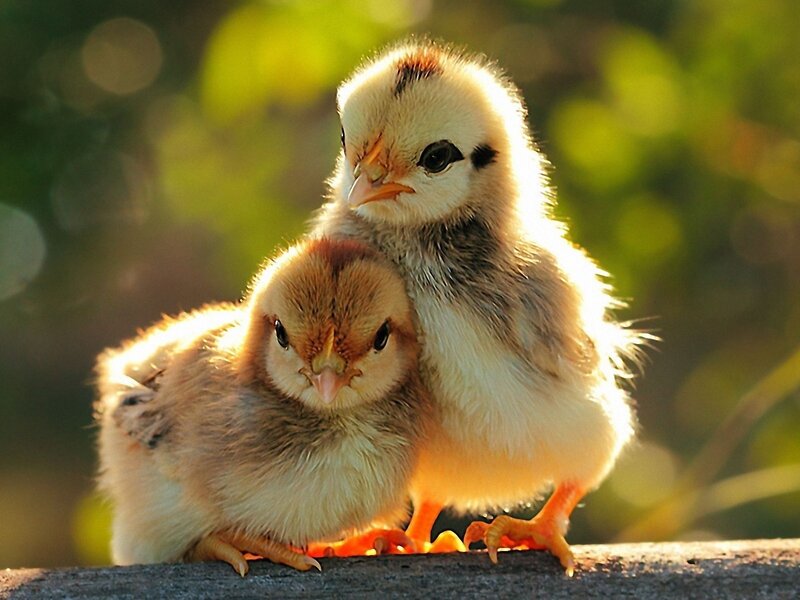 Two Baby Chicks — Yellow, Peaceful, Sunset