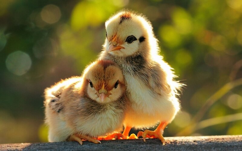 Two Baby Chicks — Yellow, Serene, Afternoon