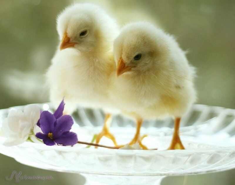Two Baby Chicks — Yellow, Serene, Morning