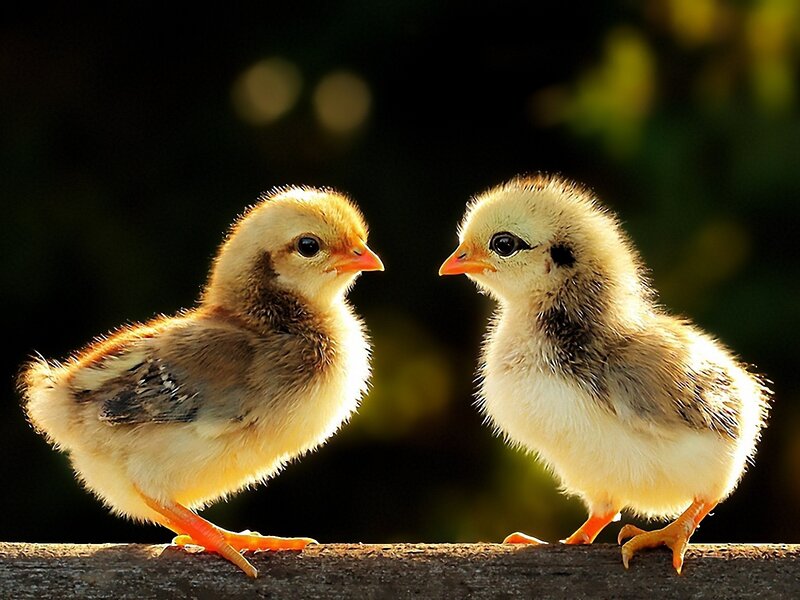 Two Baby Chicks — Yellow, Serene, Sunset, Photograph