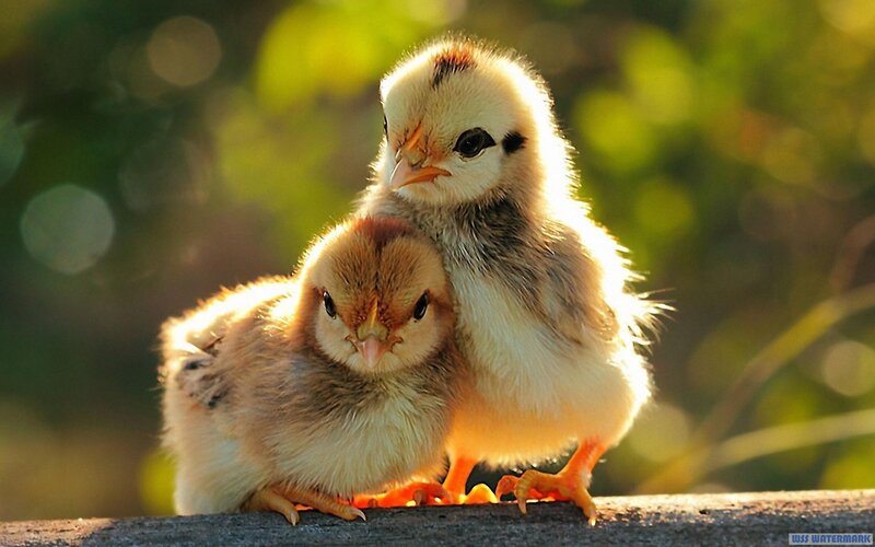 Two Baby Chicks — Yellow, Serene, Sunset, Photograph, Wooden Surface, Sunlight