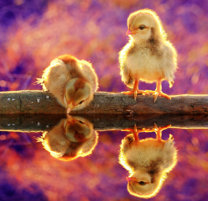 Two Baby Chicks — Yellow, Serene, Sunset