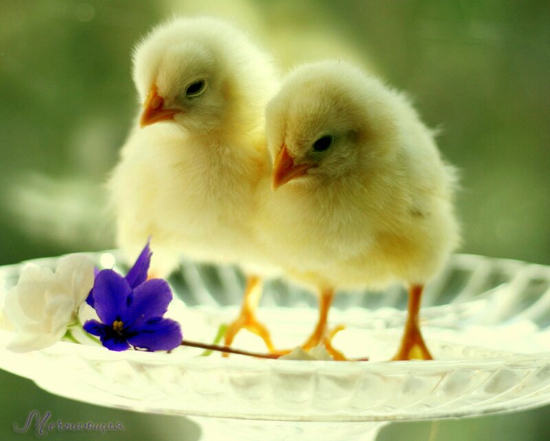 Two Baby Chicks — Yellow, Serene