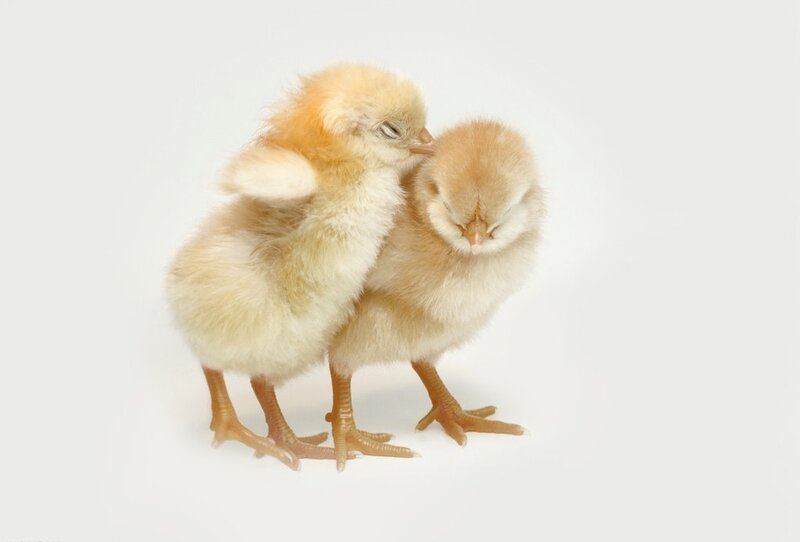 Two Baby Chicks — Yellow