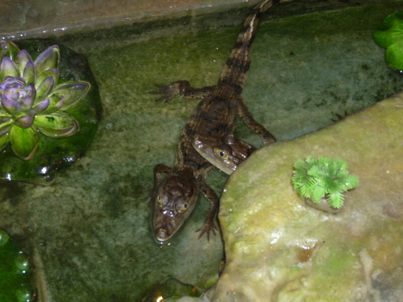 Two Baby Crocodiles — Green