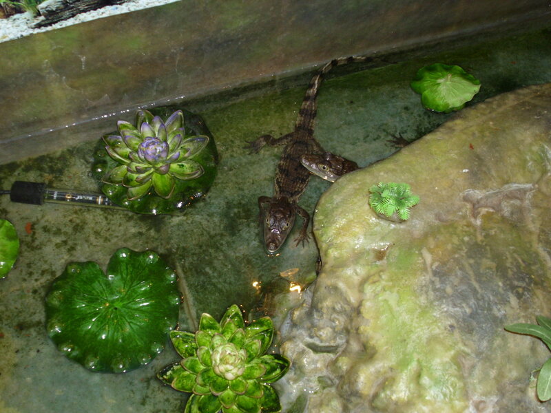 Two Baby Crocodiles