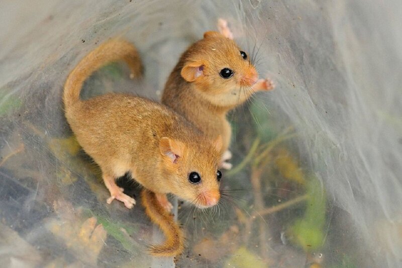 Two Baby Dormice