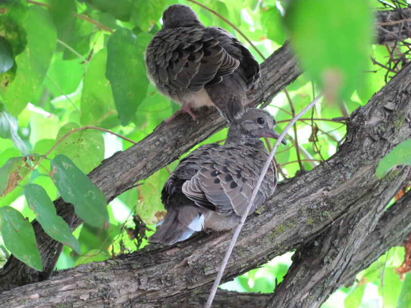Two Baby Doves on Branch