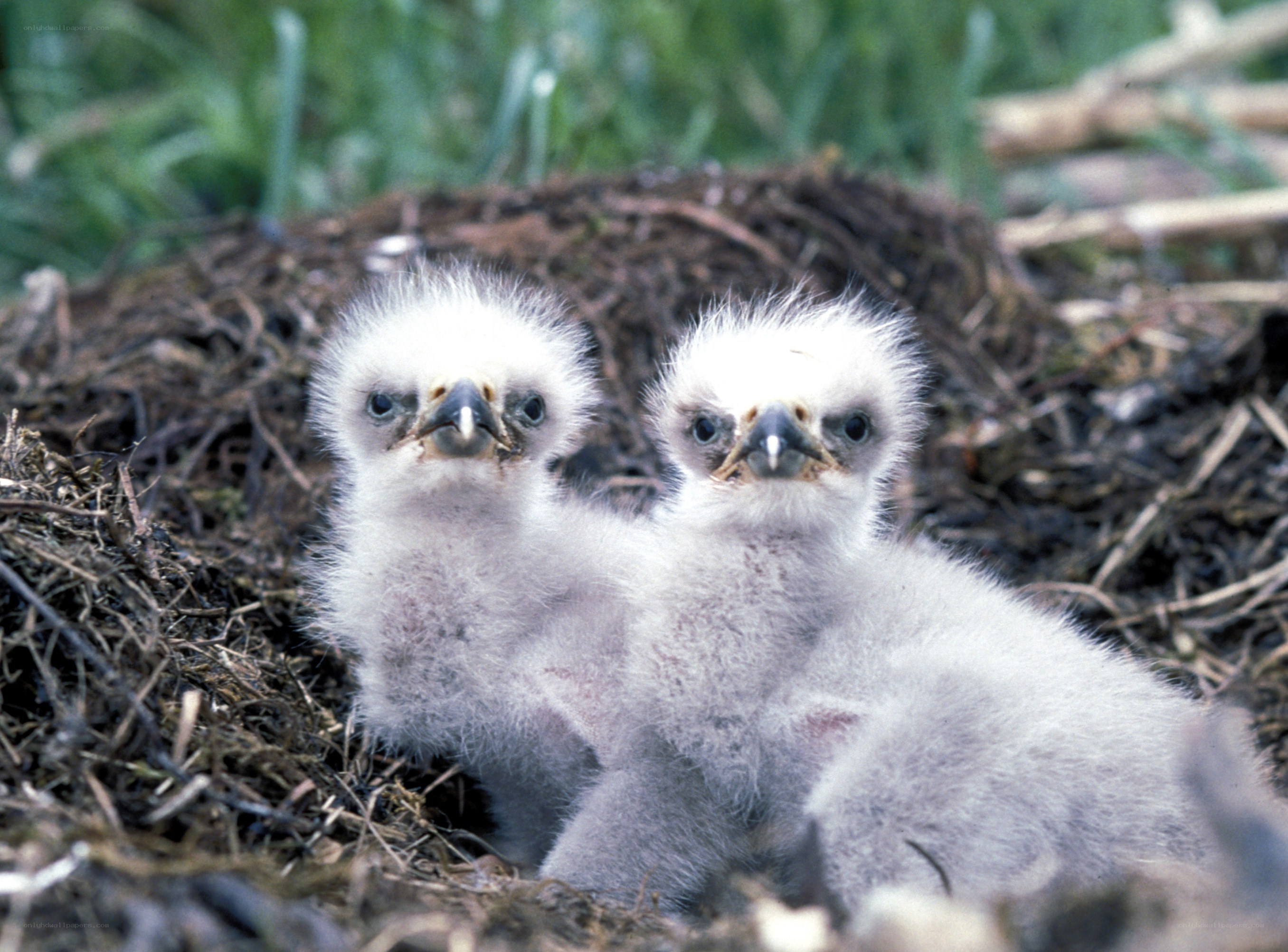 Two baby eagles in a nest