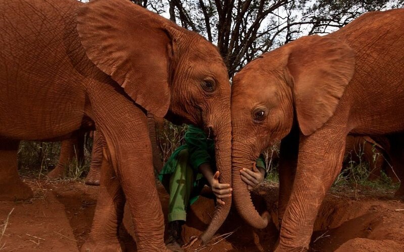Two Baby Elephants — Brown, Calm, Afternoon