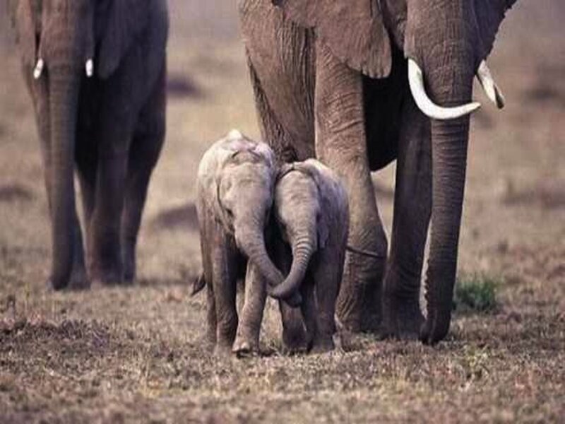 Two Baby Elephants — Brown, Calm