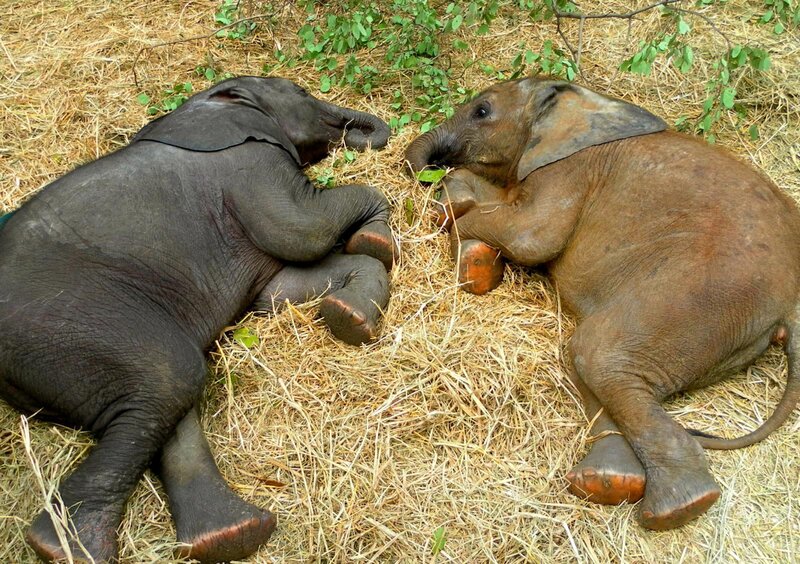 Two Baby Elephants — Brown
