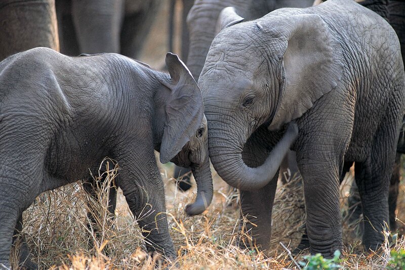 Two Baby Elephants — Gray, Calm, Afternoon, Photograph, Elephant, Grass
