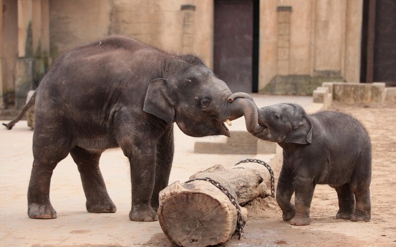 Two Baby Elephants — Gray, Calm, Afternoon