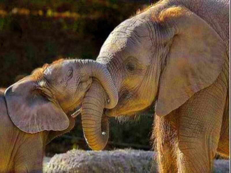 Two Baby Elephants — Gray, Calm