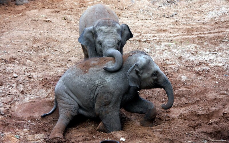 Two Baby Elephants — Gray, Playful